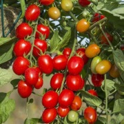 Pomidor Luciplus F1 - Nasiona Holenderskie
