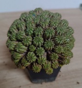  Kaktusy sukulenty Euphorbia sepulta