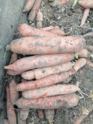 Marchew gruba 25 kilo na soki lub dla zwierząt na pasze królików 