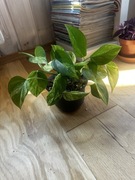 epipremnum marble queen