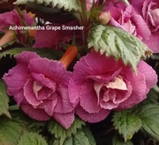 Achimenesy kłącze Achimenantha Grape Smasher 