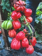 152-Etoile. Pomidory kolekcjonerskie.