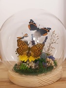 Polskie motyle w kompozycjach, szklana kula 15cm