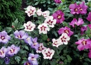 Ketmia Syryjska. Hibiskus. Sadzonka