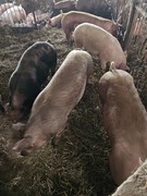 Tuczniki mięsne z własnego gospodarstwa