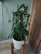 Monstera adansonii  "Monkey Mask" około 1m. 100cm