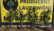 Laurowiśnia NOVITA 60-80 CM KOPANA Z GRUNTU na zamówienie PRODUCENT