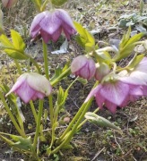 ciemiernik helleborus anemone picotee 10 nasion