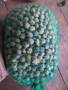 orzechy włoskie Ekologiczne  atrakcyjna cena