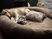 Duże legowisko dla psa