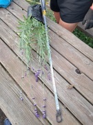 Lawenda, hidcote blue