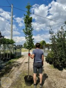 Grab pospolity / Carpinus betulus 'Lucas' / Obw.8-10cm