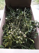 Żywa jemioła duża ilość duże naturalna jemioła 60 cm 70 cm,40 kulki ozdoba