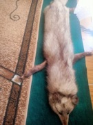 Szal z lisa srebrnego . Naturalny 