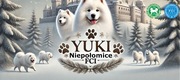 Samoyed / Samojed ZKwP – dostępny szczeniak