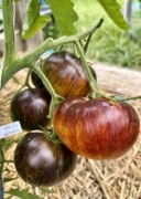 Pomidor Alice Dream nasiona kolekcjonerskie