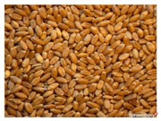 Pszenżyto workowane 25kg