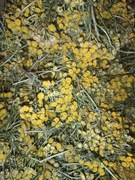 Wrotycz kwiaty szusz