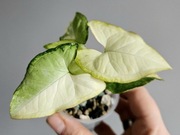 Syngonium kolekcjonerskie White Butterfly Variegata w hydroponice 