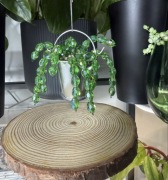 Roślina ozdobna sukulent wiszący