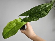 Syngonium Steyermarkii w gruzie hydroponika 