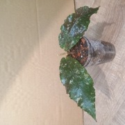 Hoja Hoya Undulata Black