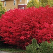 Trzmielina oskrzydlona (Euonymus alatus) 10n