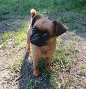 Gryfonik brabancki szczeniak 