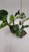 Philodendron White Princess – królewski akcent w Twojej kolekcji!
