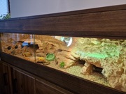 Terrarium pustynne, tropikalne, żółw, jaszczurka