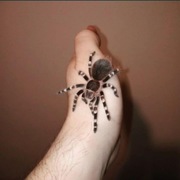 Acanthoscurria geniculata samica 3dc