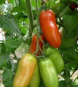 Pomidor Giulietta F1 firmy Clause 5 nasion wyjątkowo plenna typ San Marzano