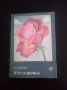 Róże w gruncie- K. Wizner 