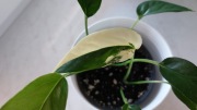Epipremnum pinnatum variegata