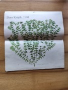 Kalendarz zielarski 1981 rok 2026 rok