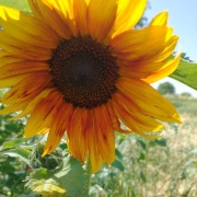 Słonecznik - kwiat cięty