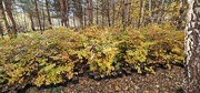 1000 szt. Buk pospolity. Fagus sylvatica. wys. 50-70 cm w donicach 2l.
