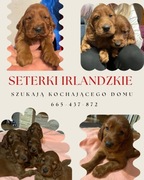 psy w rodzaju seter irlandzki 14.11.2025