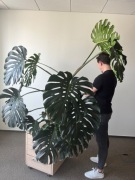 Kwiat doniczkowy monstera