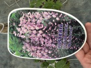 Wisteria floribunda Honbeni