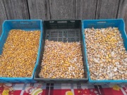 Czosnek  słoniowy 30 szt sloniowy cebulki przybyszowe  