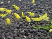 Krewetki Neocaridina heteropoda Yellow Neon Line 