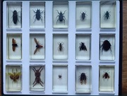 Owady, pajęczaki i inne robaki 86 okazów