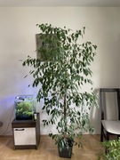 Ficus Benjamina Fikus Benjamin