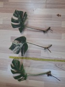 Monstera variegata cięty wezel