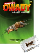 PRAWDZIWE OWADY nr 35 - turkuć tropikalny