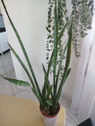 Sansevieria wężownica 