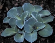 Funkia Hosta' Blue Mouse Ears' Mysie uszka 