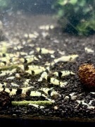 PBL Pure Black Line - krewetki Caridina