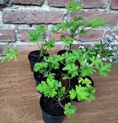 Geranium, anginka, cytrynka